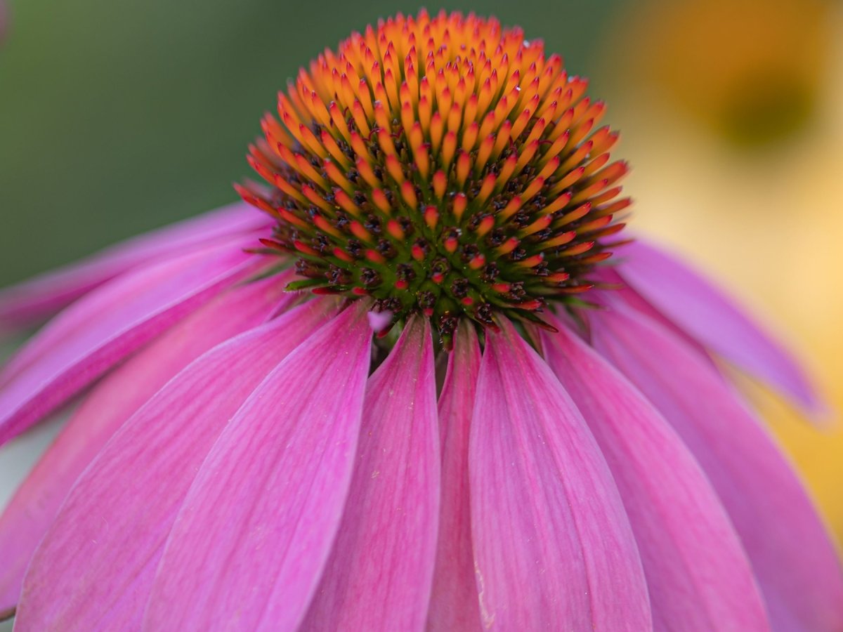 Phytotherapie.jpg